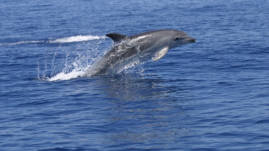 delfin mular islas columbretes