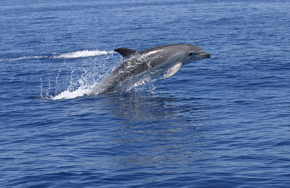 delfin mular islas columbretes
