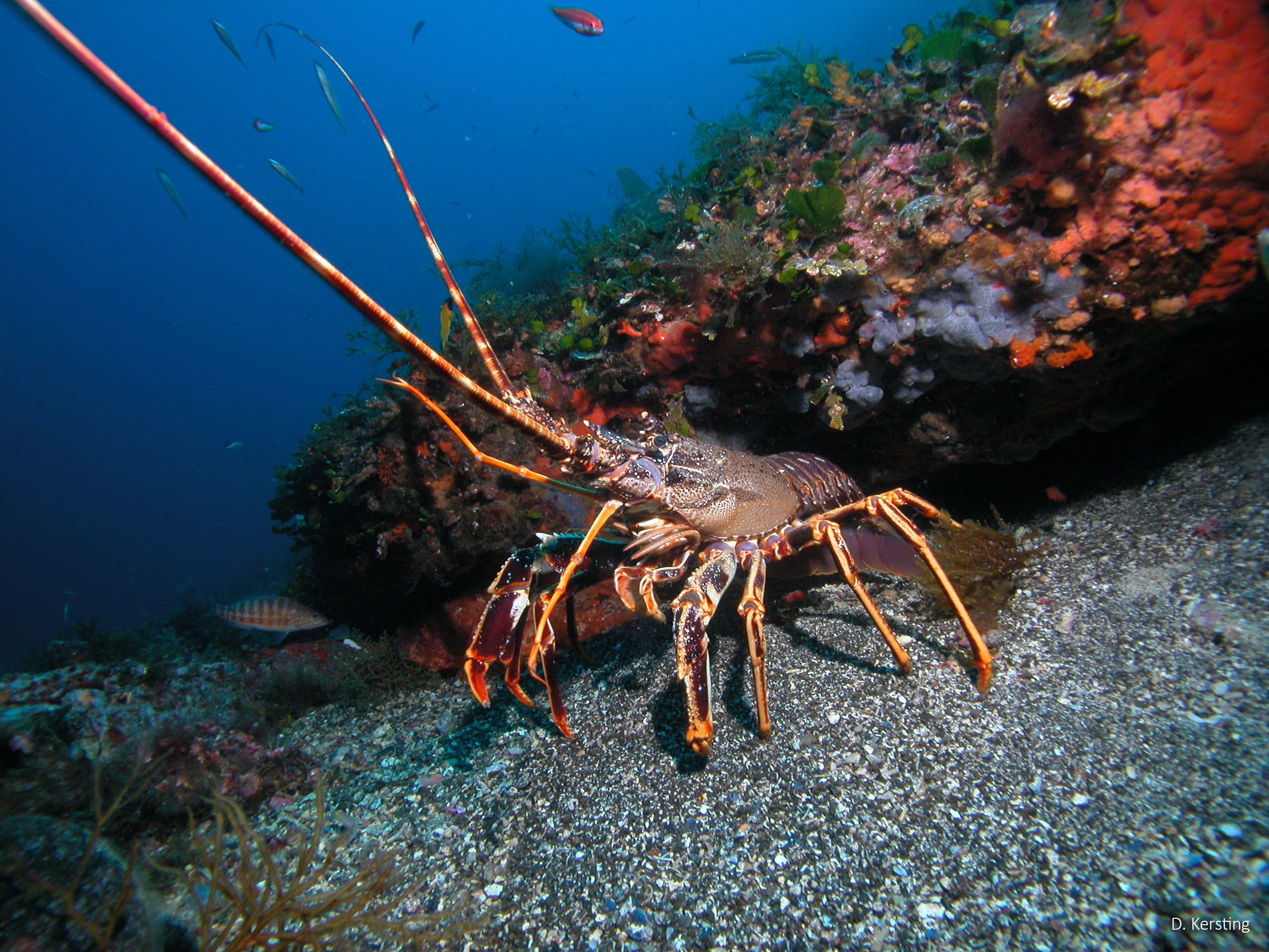 langosta columbretes